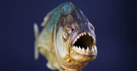 giant piranha extinct|Megapiranha .